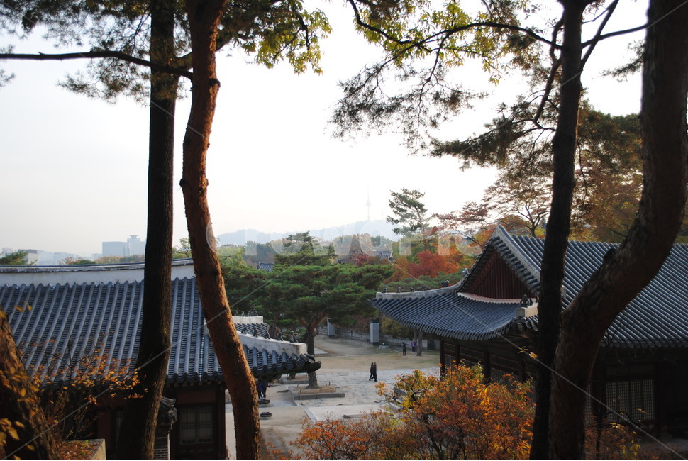 창경궁,가을,단풍,낙엽,changgyeonggung,palace,falll,한국전통,한국문화,korean traditional,korean culture