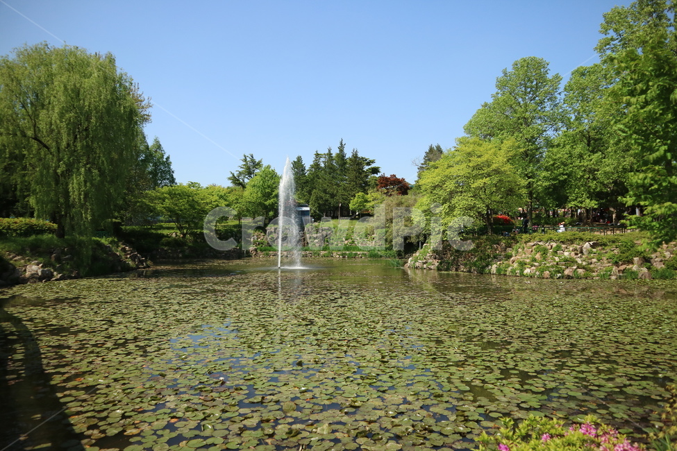 연못,호수,풍경,나무,연꽃,공원,자연,자연,풍경,nature,landscape,water,물