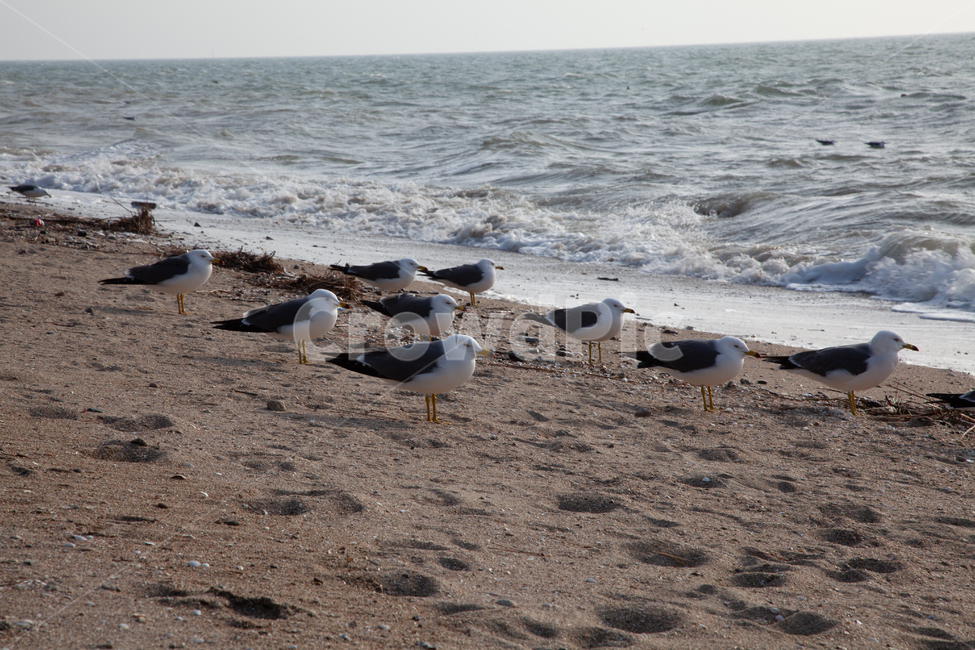 seagull,갈매기,동물,animal,bird,새,해안선,shoreline,제부도,바다,jebudo,sea,파도,자연,nature,ocean,대양,물,water
