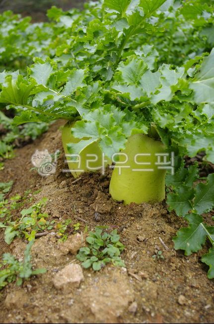 무, 채소, 밭, 야채, 식물, 사진,이미지,일러스트,캘리그라피 - 귀리작가