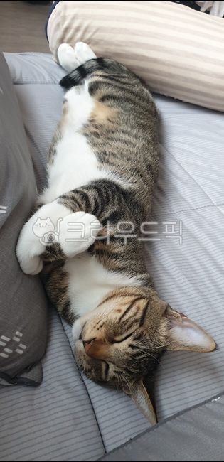 냥이,고양이,고등어냥이,집고양이,귀여운고양이