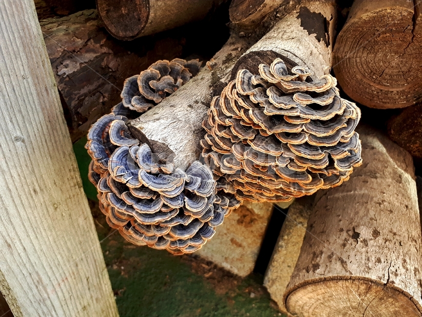 버섯,나무,시골,mushroom,재배,농가,음식,목재,습기,tree,country,growth,plantation,farmhouse,farm,농사,food,wood,humidity