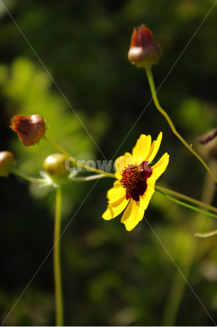 기생초,꽃,식물,flower,plant,식물,자연,plants,nature,꽃,flower