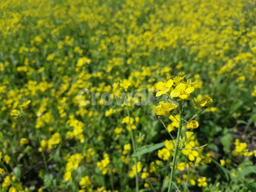 꽃,꽃밭,유채꽃,감성사진,배경화면,여행,풀,노랑,초록,봄,계절,spring,season,식물,자연,plants,nature,꽃,flower,outdoors,옥외,grassland,목초지,field,들,rural,농촌,farm,농장,meadow