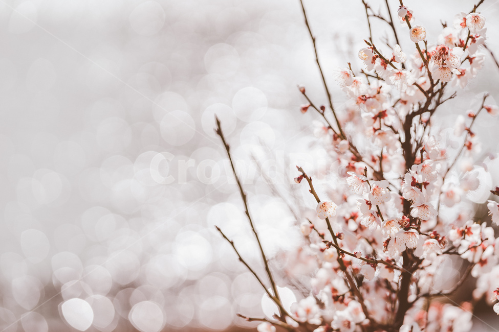 매화,봄,봄꽃,꽃,매화꽃,봄,계절,spring,season,식물,자연,plants,nature,꽃,flower,plant