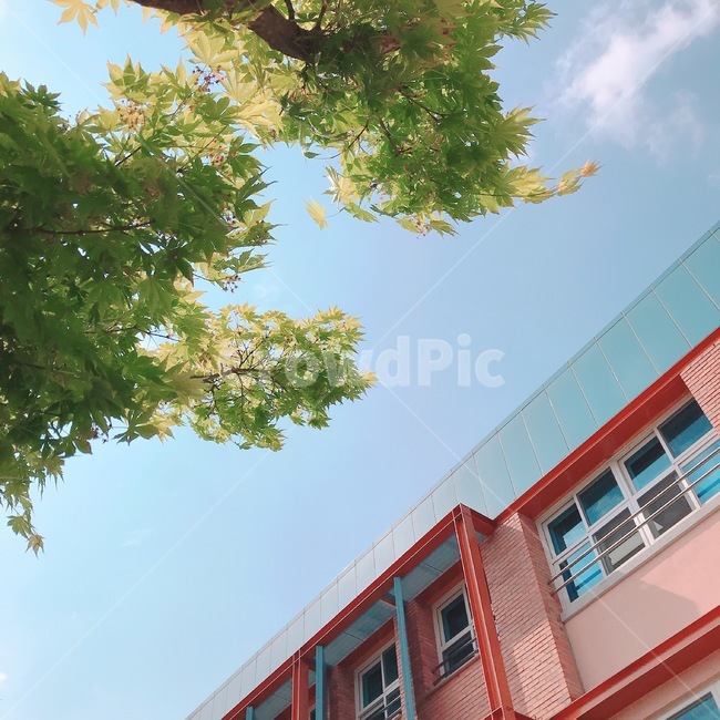나무,하늘,학교,건물,여름