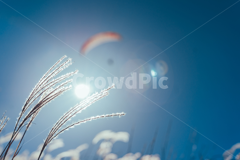가을,하늘,억새,갈대,산,감성,가을,계절,fall,autumn,season,light,빛,flare,플레어,nature,자연,outdoors,옥외
