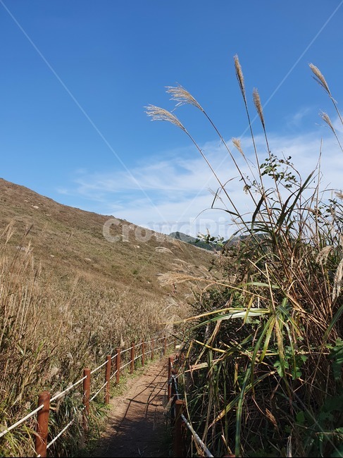 갈대,가을하늘,갈대밭,자연,nature,억새밭,화왕산,가을,오솔길,푸른하늘,풍경,억새,하늘색,naturephotography,autumn,식물,자연,plants,nature