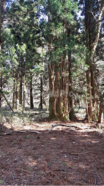 나무,숲,tree,plant,자연,옥외,nature