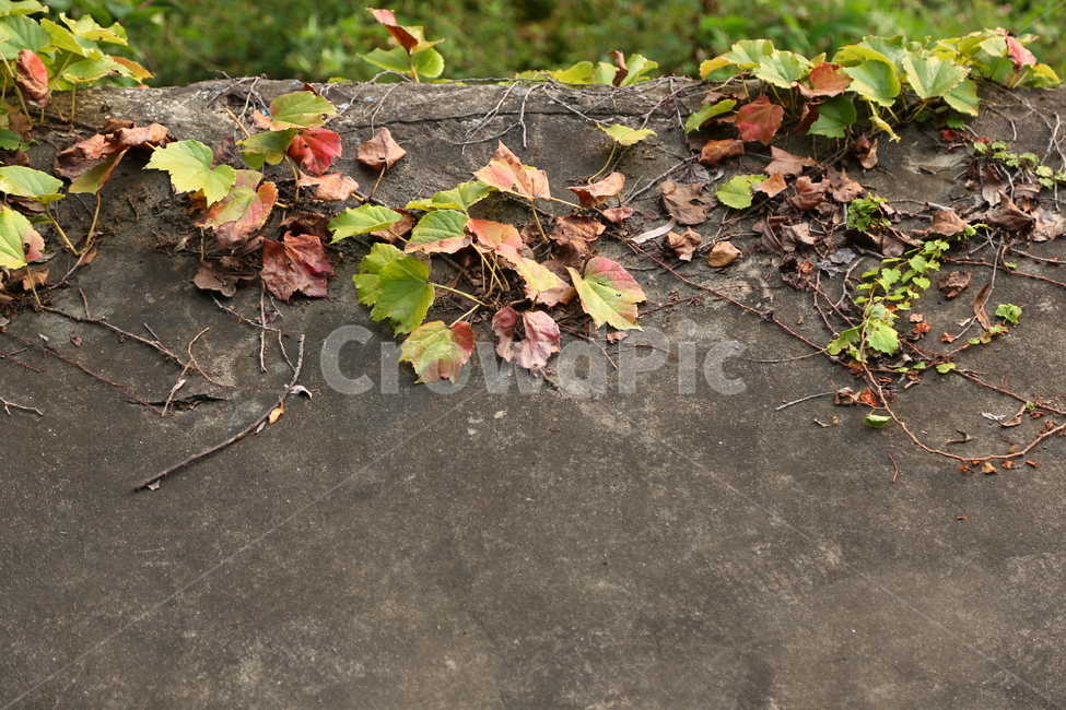 담벼락,넝쿨,가을,나뭇잎,감성,일상,시골,동네,추억,식물,자연,plants,nature