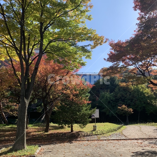자연,가을,단풍,풍경,tree,나무,plant,식물,treetrunk,나무줄기,가을,계절,fall,autumn,season,tree trunk,나무 줄기