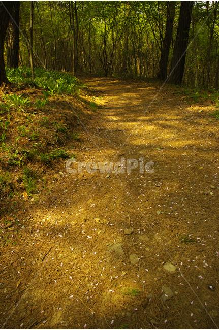 길,수목원,힐링,식물,plants,nature,산책,숲,초록,황토길,자연,풍경,nature,landscape,ground,바닥,gravel,자갈,road,도로,dirt road,흙길
