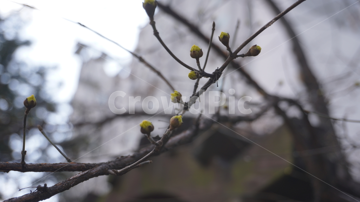 자연,풍경,식물,나무,tree,plant,꽃,꽃봉오리,봉오리,bud,나뭇가지