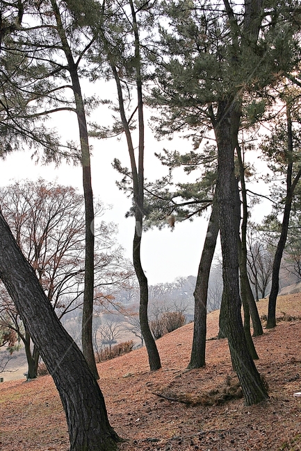 소나무,나무,겨울,솔잎,나무잎,식물,자연,풍경