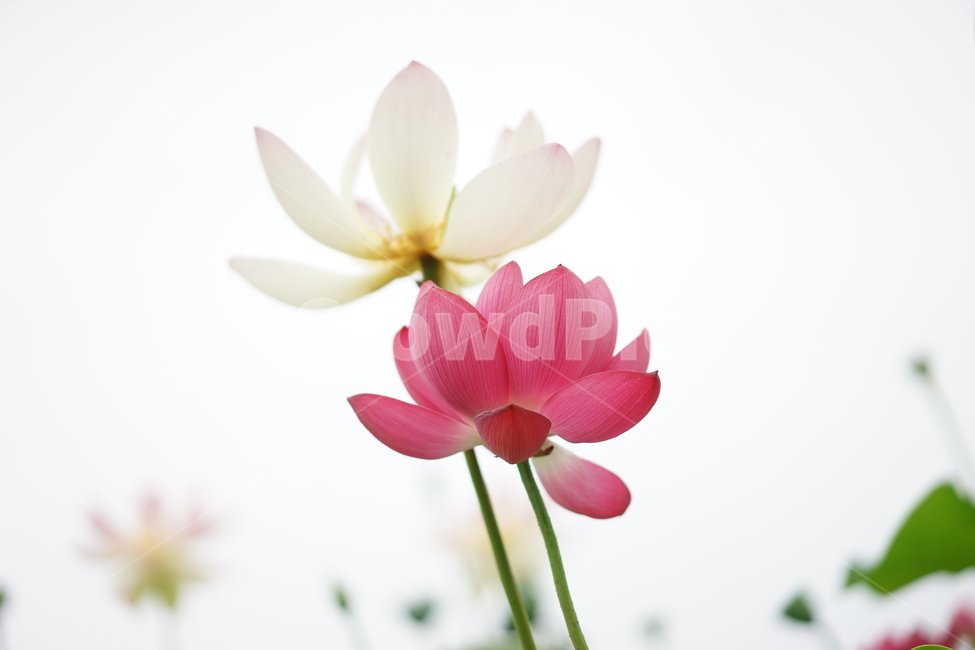 연꽃,분홍,하얀,화이트,핑크,접사,여름,식물,자연,plants,nature,꽃,flower