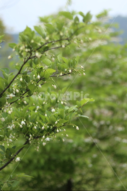 때죽나무꽃,흰색,꽃봉오리,봄,낮,봄,계절,spring,season,식물,자연,plants,nature,꽃,flower