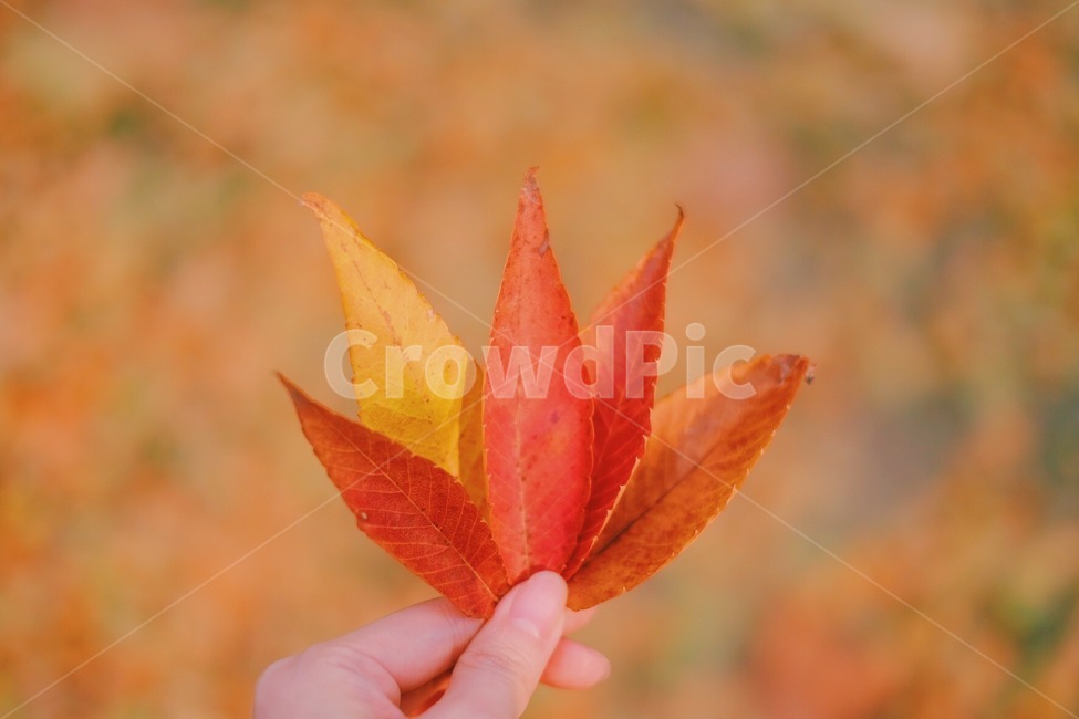 단풍,낙엽,감성사진,가을,자연,가을,계절,fall,autumn,season,감성,sensible,feeling,색깔,색상,색채,색감,color sense,color sensitivity,feeling of color,leaf,잎,plant,식물,tree,나무