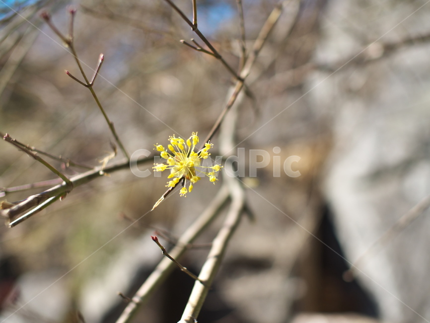 plant,식물,pollen,화분,산수유,봄,식물,자연,plants,nature