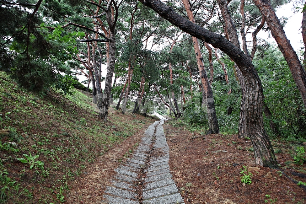 수원화성,서,성곽,길,둘레길,돌담,담,가을,자연,풍경,벽,방어벽,전통,흙담,식물,자연,풍경,nature,landscape,ground,바닥,tree,나무,plant,tree trunk,나무 줄기,path,통로