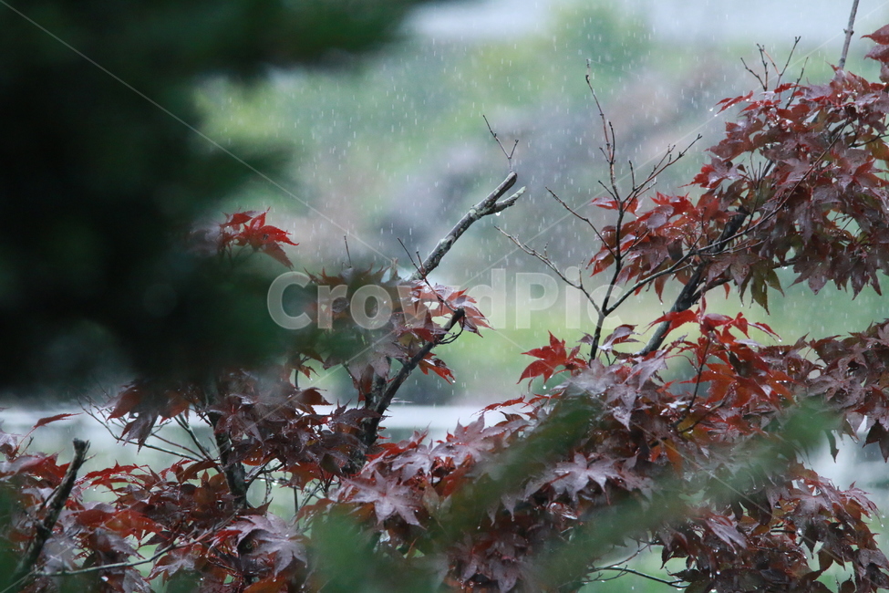우중출사,여름,장마,비,비방울,식물,자연,plants,nature,비,비오는날,rain,rainy