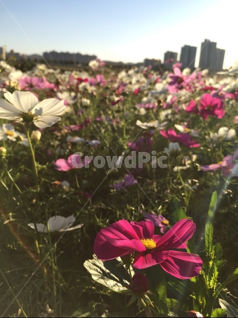 꽃,blossom,꽃잎,가을,코스모스,cosmos,자연,가을,계절,fall,autumn,season,꽃,flower,geranium,제라늄,plant,식물,petal