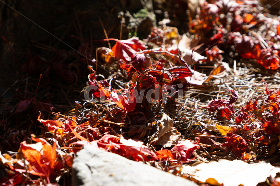 가을,단풍,낙엽,단풍잎,감성,풍경,자연,가을,계절,fall,autumn,season,plant,식물,leaf,잎
