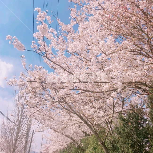 봄,꽃,식물,자연풍경,여름,벛꽃,나무,하늘,봄,계절,spring,season,식물,자연,plants,nature,꽃,flower,plant