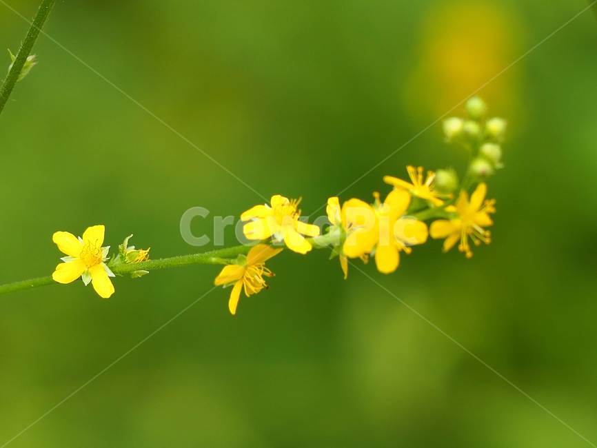 plant,화분,pollen,식물,야생화