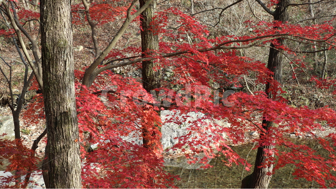 가을,tree,나무,단풍,잎,가을,계절,fall,autumn,season,식물,자연,plants,nature,나무,trees,wood