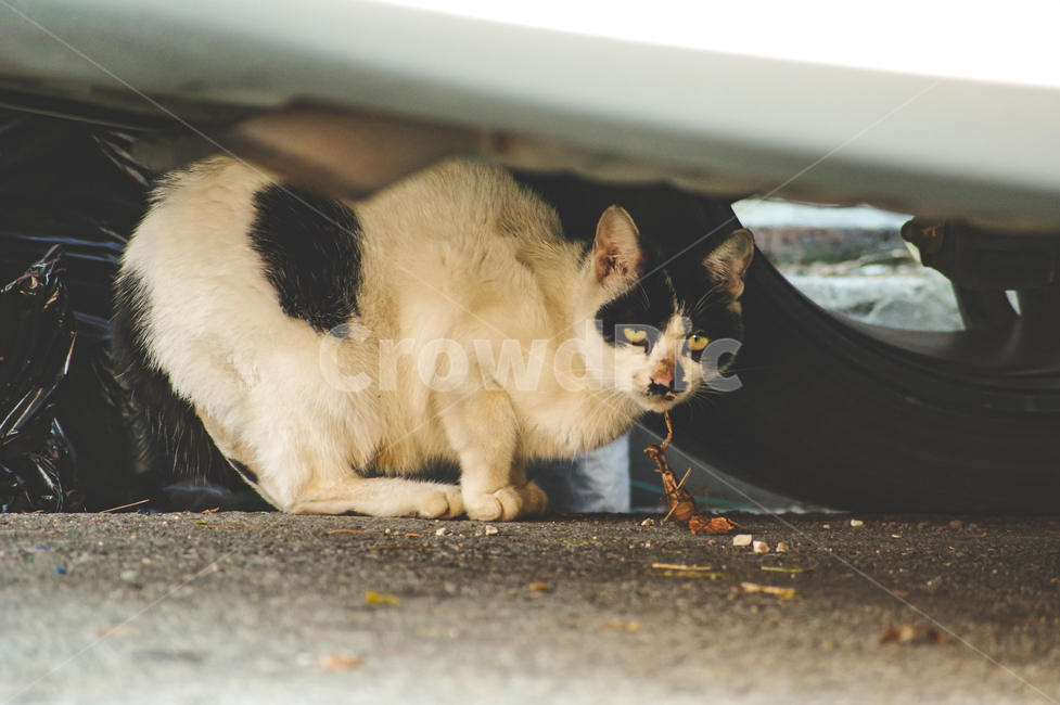고양이,길고양이,야옹이,길냥이,kitty,야생동물,감성,반려동물,생명,cat,길,street,동물,animal,포유류,mammal,고양이,cat,kitten,kitty
