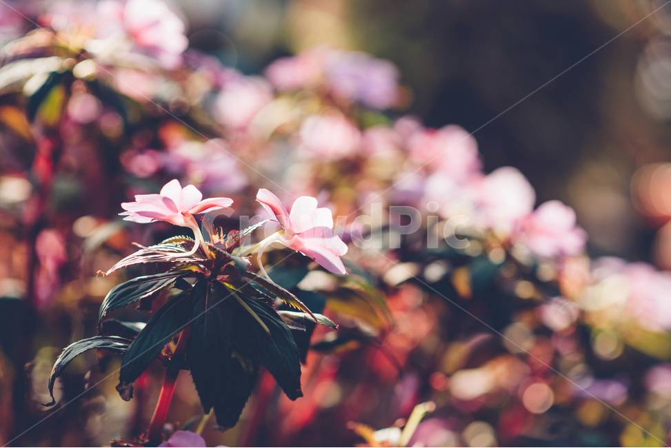 꽃,flower,식물,plant,풀,화사함,화사,식물,자연,plants,nature,꽃,flower,감성,sensible,feeling