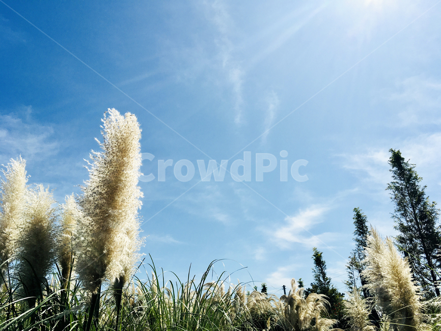 팜파스,하늘,태안,grass,plant,식물,lawn,잔디,reed,갈대,가을,계절,fall,autumn,season,자연,풍경,nature,landscape