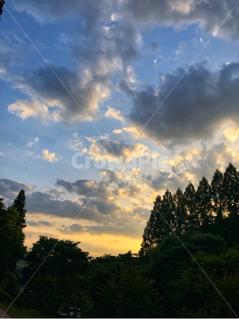 nature,자연,outdoors,fir,옥외,전나무,tree,나무,abies,아비,plant,식물,숲,산