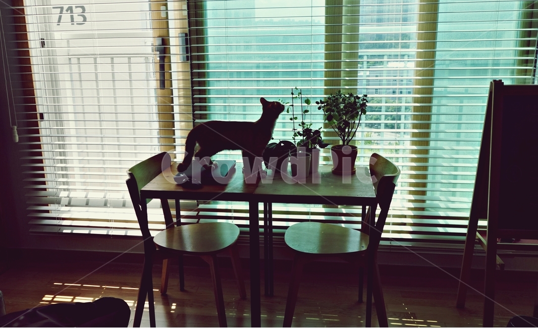 고양이,테이블,cat,화분,블라인드,창문,의자,동물,animal,포유류,mammal,고양이,cat,kitten,kitty