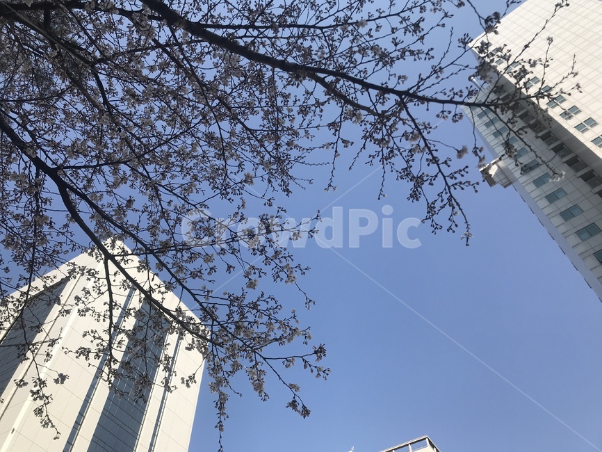 꽃,봄,벚꽃,나무,하늘,건물,식물