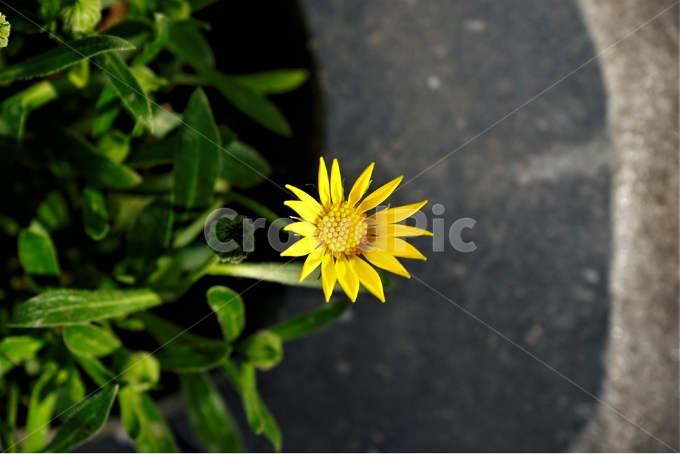 bloom,colorful,floral,flower,gardenflowers,happymind,life,nature,plant,spring,봄,정원,가드닝,원예,원예식물,화려,식물,꽃,garden,scent,healing,노랑,yellow