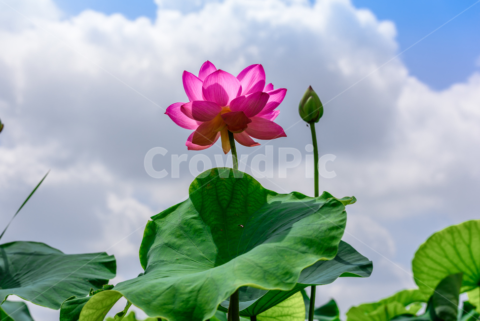 연,수련,관곡지,연꽃,여름,plant,blossom,flower,잎,녹색,빨강,분홍,식물,자연,plants,nature,꽃,flower