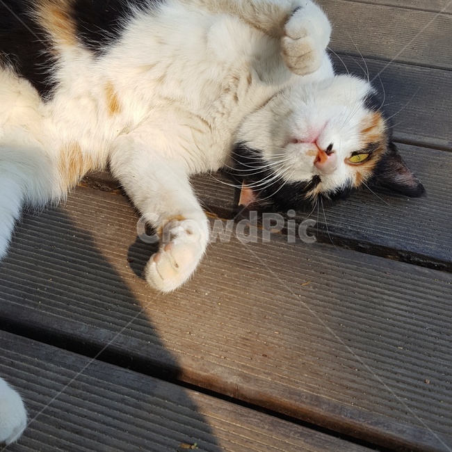 고양이,길고양이,길냥이,발라당,햇살,동물,animal,포유류,mammal,고양이,cat,kitten,kitty