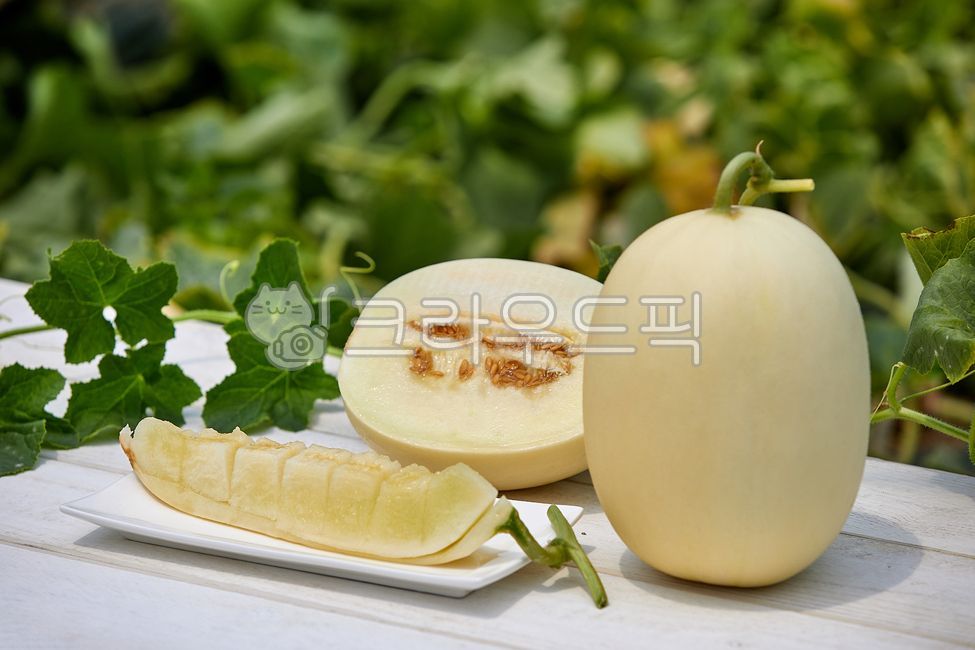 멜론,메론,수신메론,천안수신멜론,과일,흰색,하우스멜론,재배,농작물,농업,과실,열매,잎,줄기,식자재,수확,식품,식물,melon,susinmelon,cheonansusinmelon,white,housemelon,cultivation,agriculture,fruit,leaf,stem,harvest,food,plant,음식,식재료,요리,food,cook,meal,dishes,food reserves,과일,열매,fruit