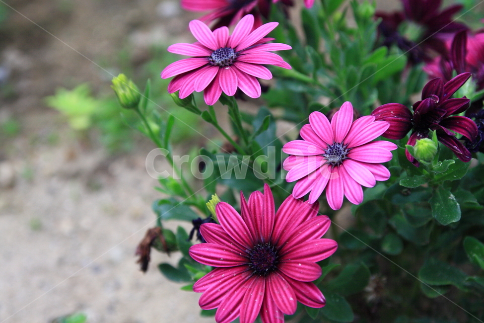 꽃사진,오스테오스펄멈,꽃,예쁜꽃,시골집,식물,자연,plants,nature,꽃,flower
