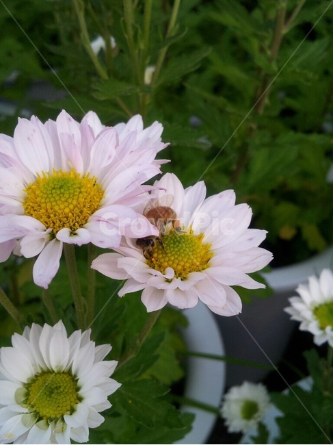 꽃,벌,식물,봄,자연,봄,계절,spring,season,식물,자연,plants,nature,꽃,flower,동물,animal,곤충,벌레,insect,bug,plant,daisies,데이지,blossom,daisy