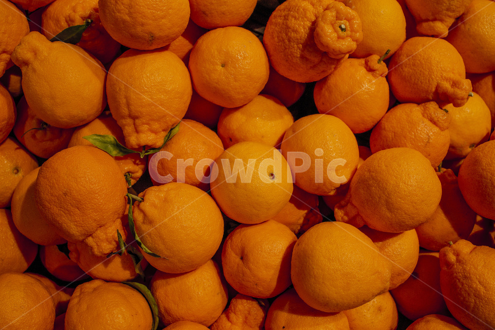 agriculture,color,farm,food,fresh,fruit,harvest,healthy,market,nature,orange,organic,pile,ripe,season,seasonal,sweet,vegetable,yellow,오렌지,과일,디저트,달콤,과즙,귤