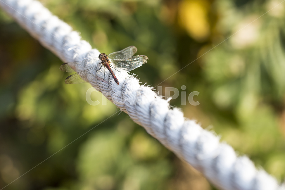 잠자리,곤충,절지동물,날개,밧줄,줄,가을,자연,접사,동물,animal,곤충,벌레,insect,bug