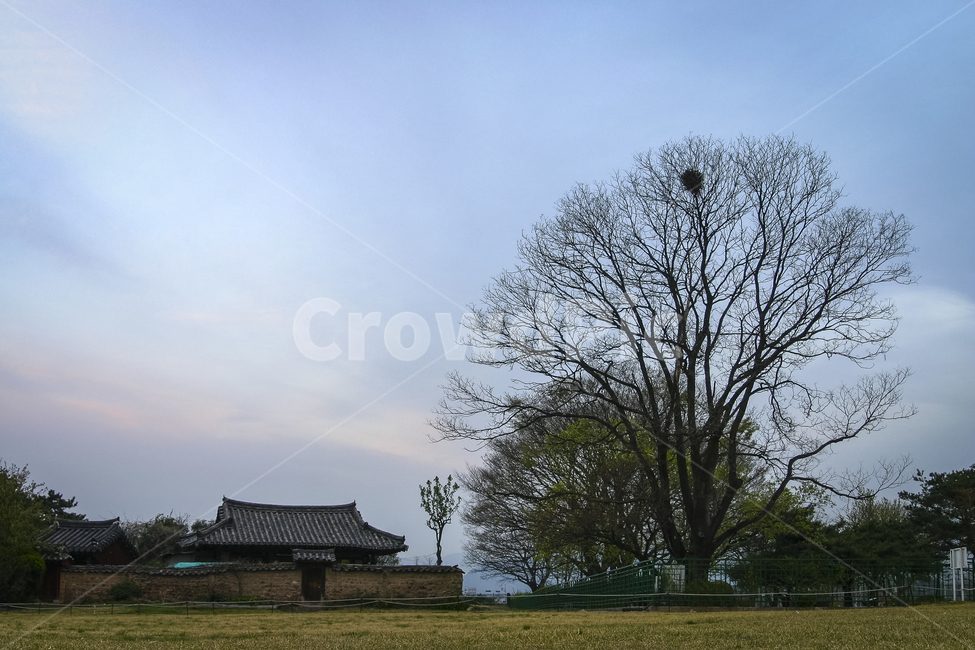 하늘,나무,한옥,고가,기와집,저녁,푸르름,자연,풍경,nature,landscape,한국자연풍경,한국자연경관,korea nature landscape