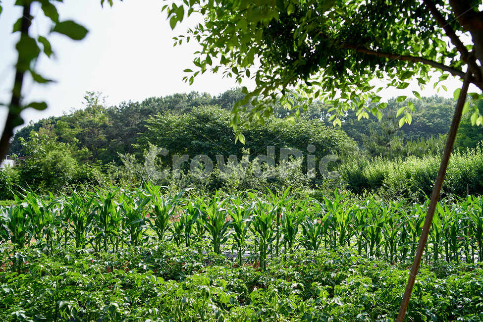 옥수수,식물,자연,녹색,green,초록,환경,자연,풍경,nature,landscape,산업,industry,industrial,농업,농사,agriculture,farming,farming industry,pottery,도기류,jar,항아리,potted plant,화분,plant,herbs,허브,planter,파종기
