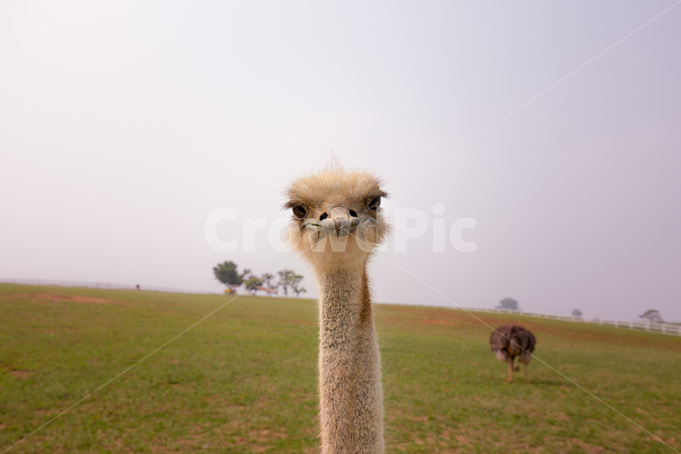 타조,공원,동물,초원,동물사진,타조사진,하늘,동물,animal,포유류,mammal