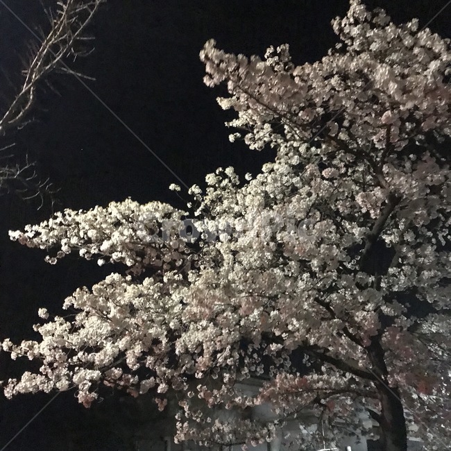 plant,식물,flower,blossom,꽃