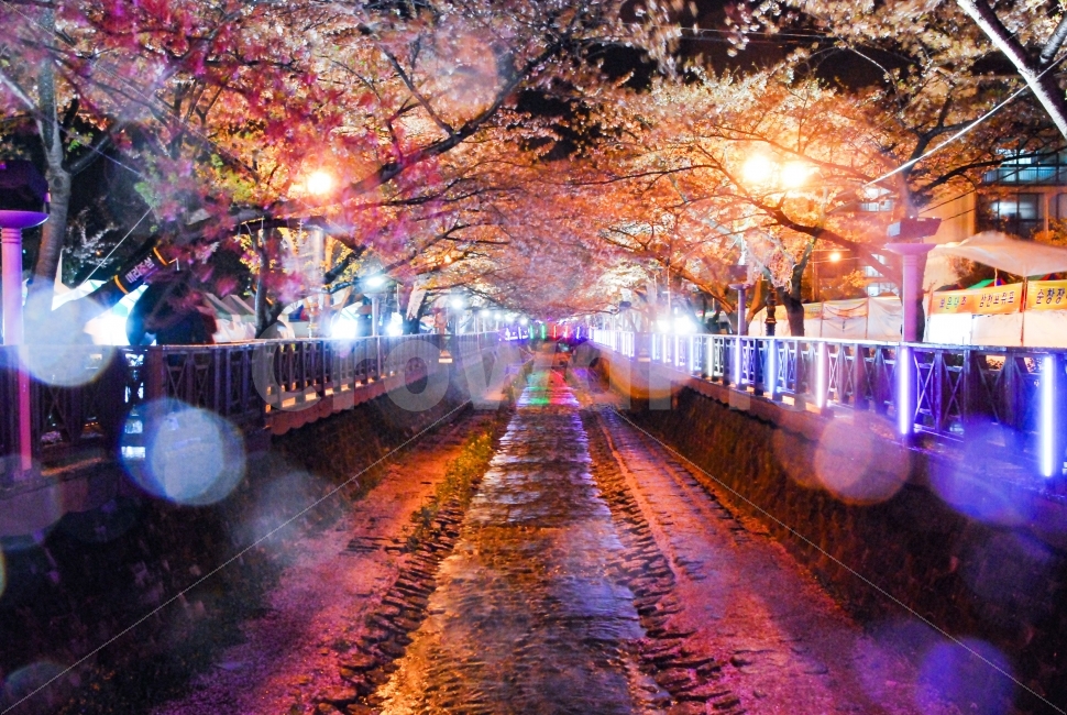 night view,love,romance,Cherry Blossom,memory,mood,Jinhae Station,Romance Bridge,Jinhae Gunhangje Festival,first love,pudency,nikon,spring,pastel,Yeojwacheon Romance Bridge,calf love,spring rain,rain flower,Gunhangje Festival,rain,NIKON,Gyeongnam,nature,Y