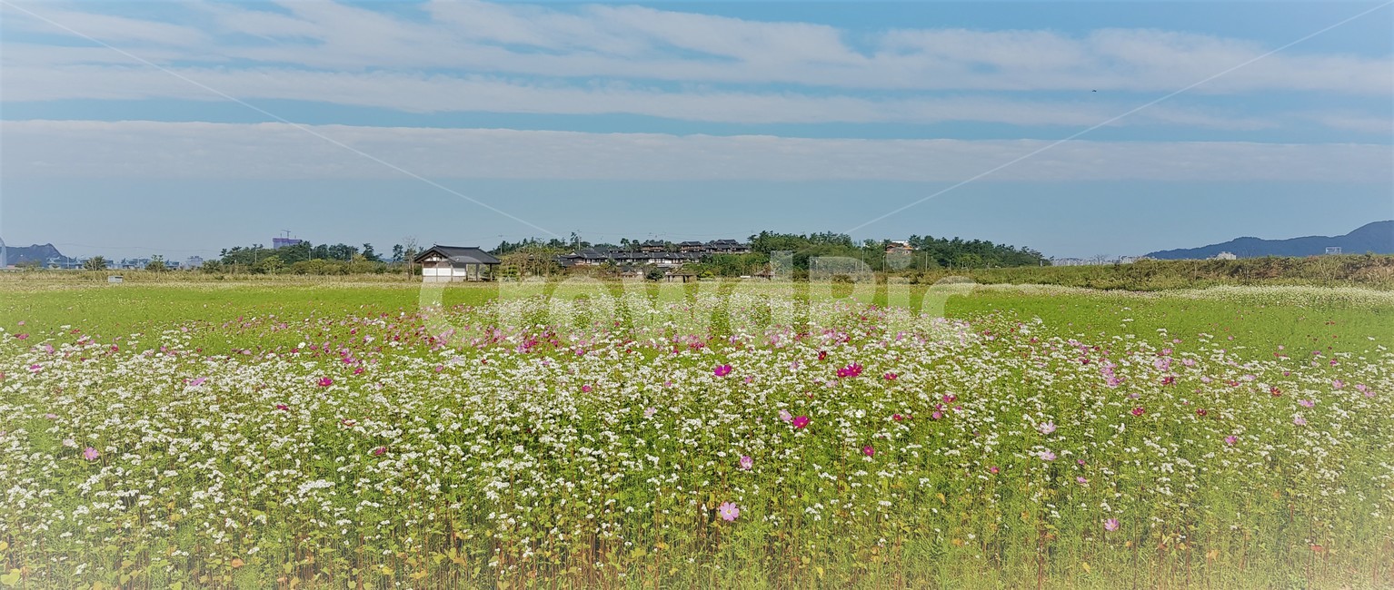 가을,꽃,코스모스,메밀,순수,식물,자연,계절,풍경,감성,flower,서정,nature,하늘,beauty,구름,가을,계절,fall,autumn,season,자연,풍경,nature,landscape,한국자연풍경,한국자연경관,korea nature landscape,grassland,목초지,outdoors,옥외,field,들,farm,농장,rural,농촌,meadow