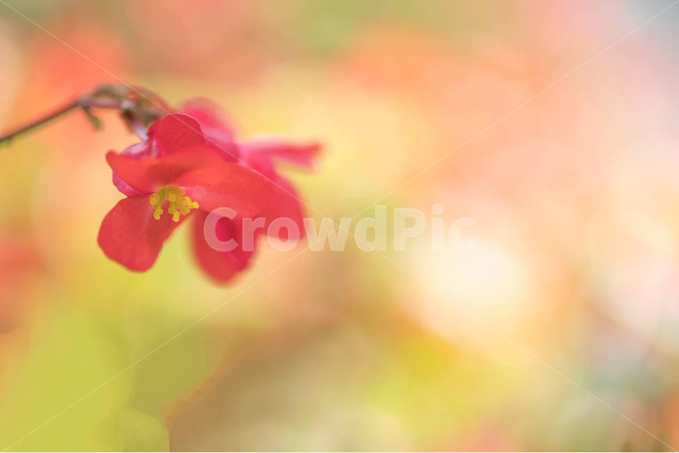 자연,꽃,식물,봄,감성,봄,계절,spring,season,식물,자연,plants,nature,꽃,flower,감성,sensible,feeling,색깔,색상,색채,색감,color sense,color sensitivity,feeling of color,plant,geranium,제라늄,blossom